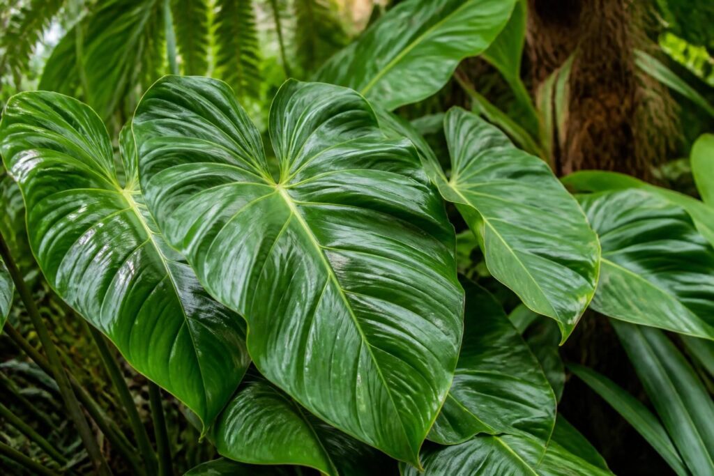 Plante tropicale en 4 lettres : idées et réponses pour mots fléchés