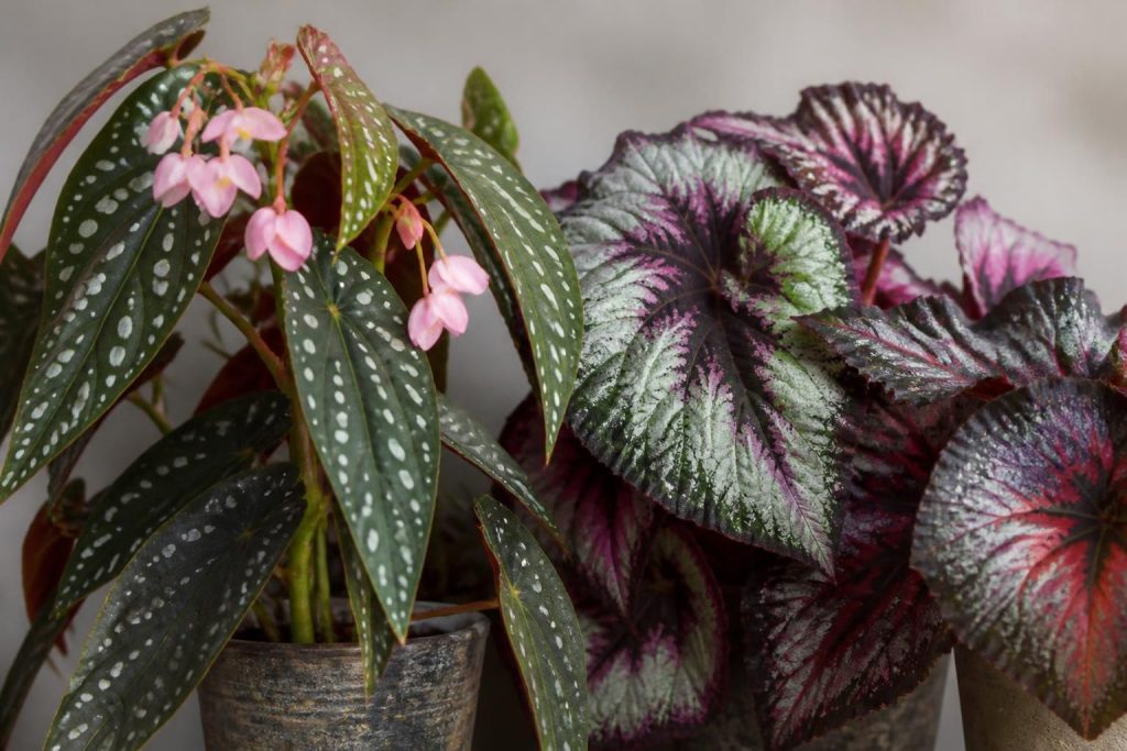 Begonia : découvrir les variétés populaires comme le Begonia maculata et rex